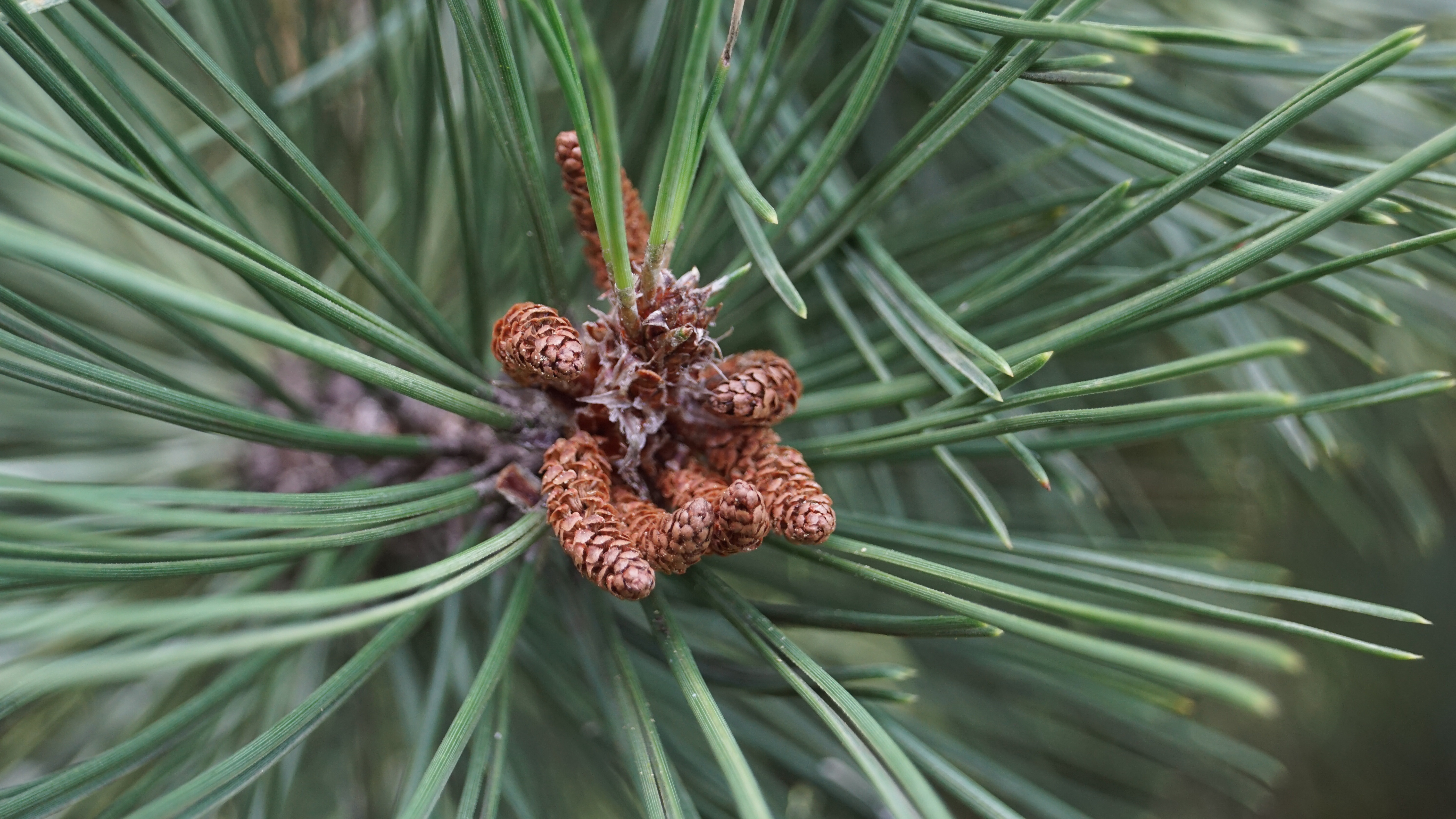 Pinus nigra nigra (5)